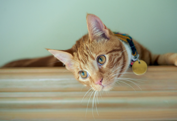 Cat with golden collar