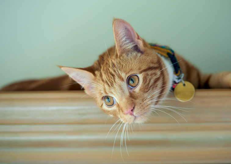 Cat with golden collar