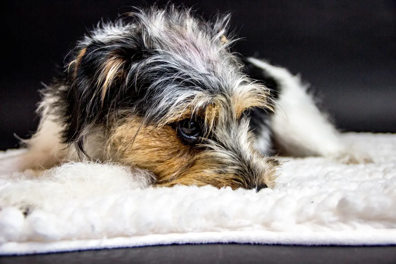 A terrier laying on a bed with its chin down looking bored