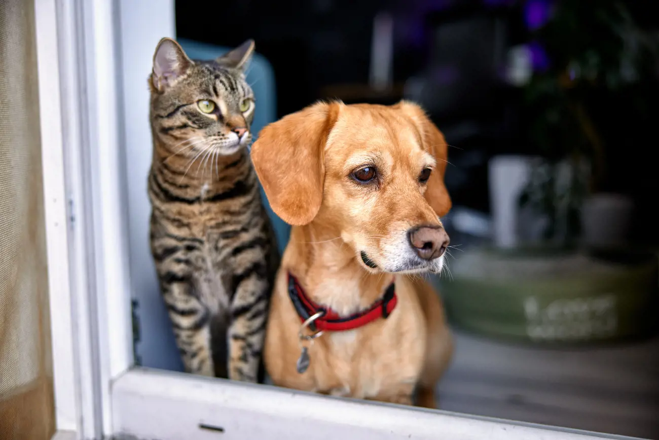 A Senior Cat And Dog Looking Out The Door