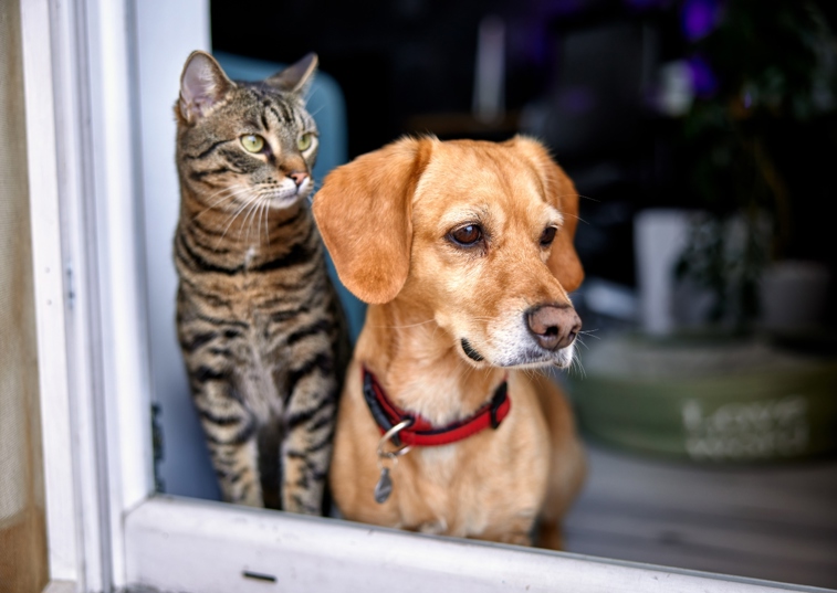 A Senior Cat And Dog Looking Out The Door