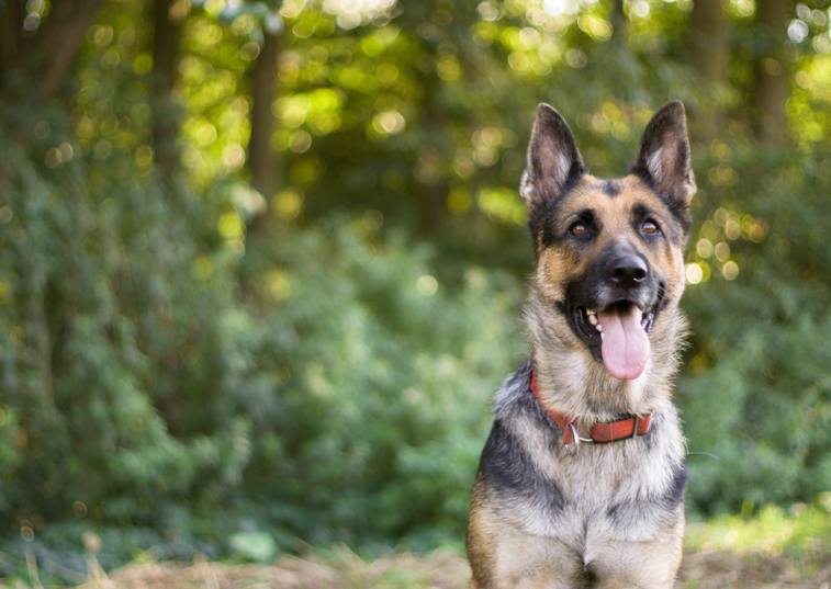 German Shepherd in a wood