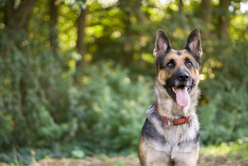 A German Shepherd sitting in-front of a woodland panting on a sunny day