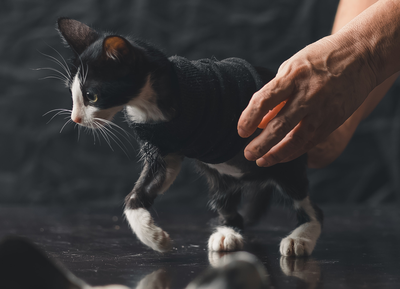 A three legged cat trying to walk with help from a person following surgery