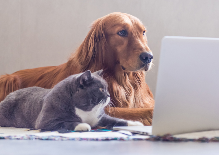 Dog and cat looking Laptop