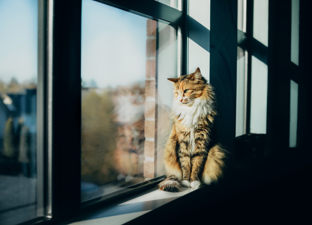 orange calico cat looking out of a window