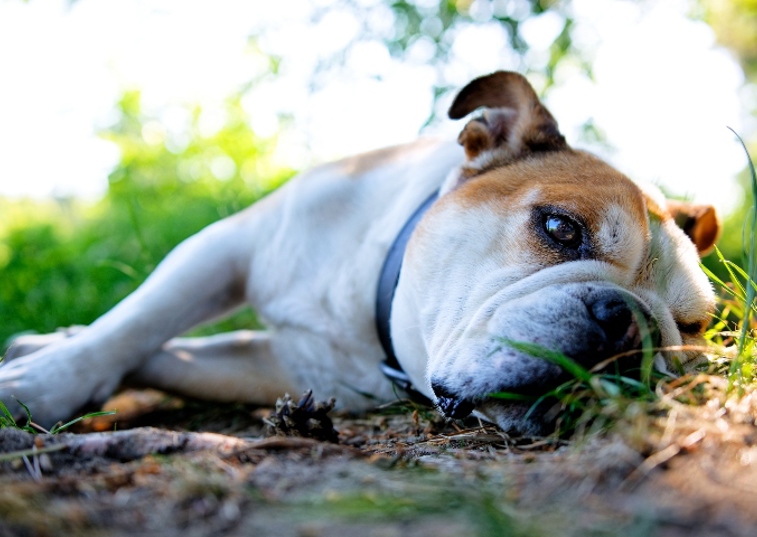 white dog lying in mud