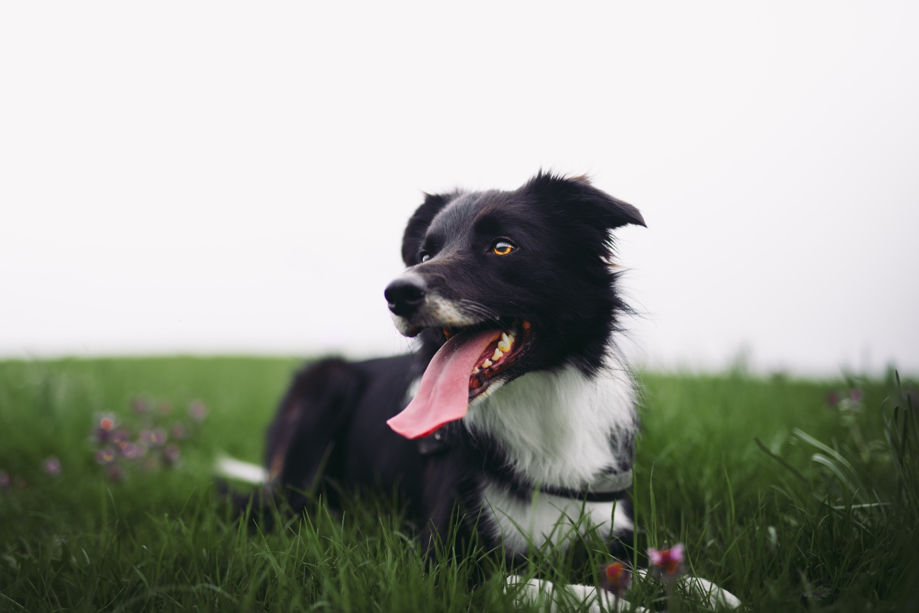 dog laying down in a field