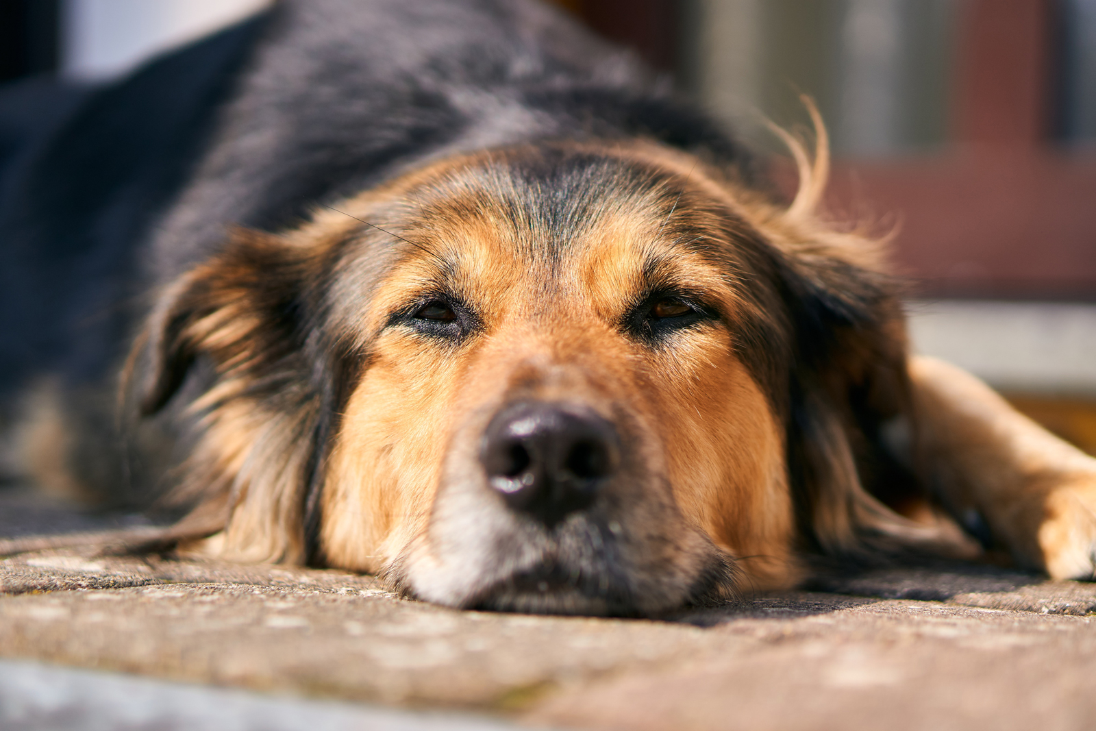 A dog laying down with its head on the ground looking anxious