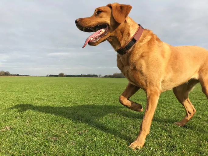 Dog with a raised knee