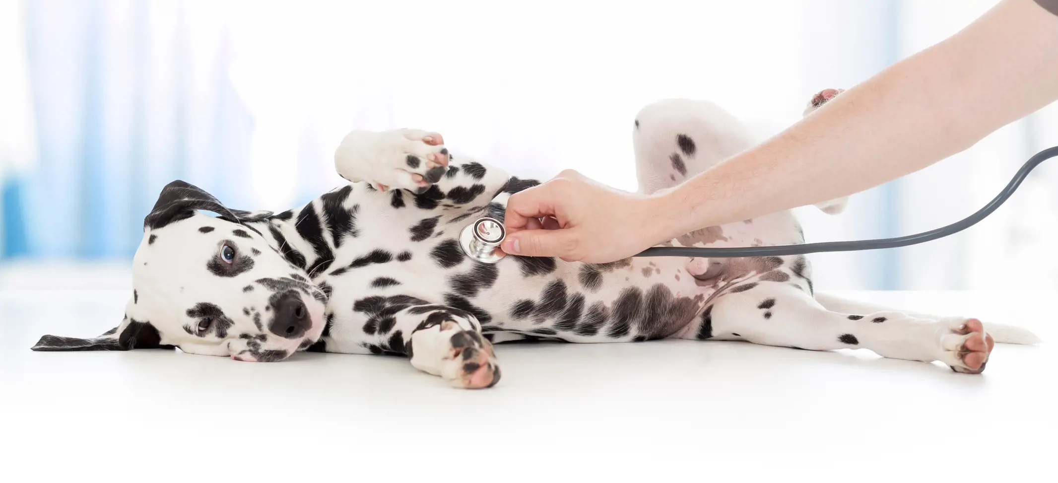 dalmatian having a stethoscope used on them 