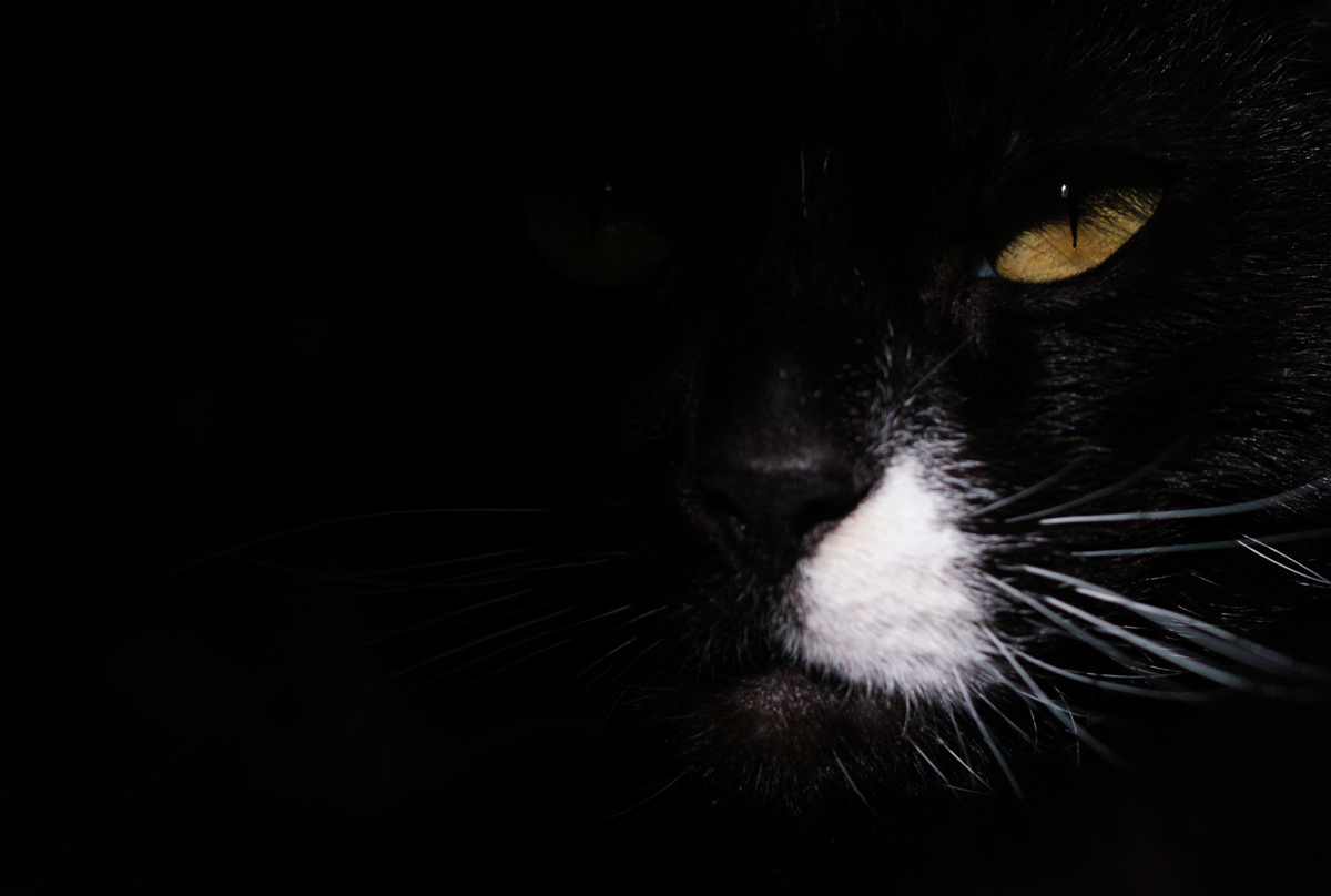 Half of a black cats face against a dark black background