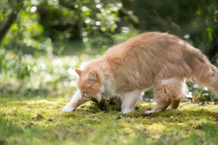 Cat digging the garden