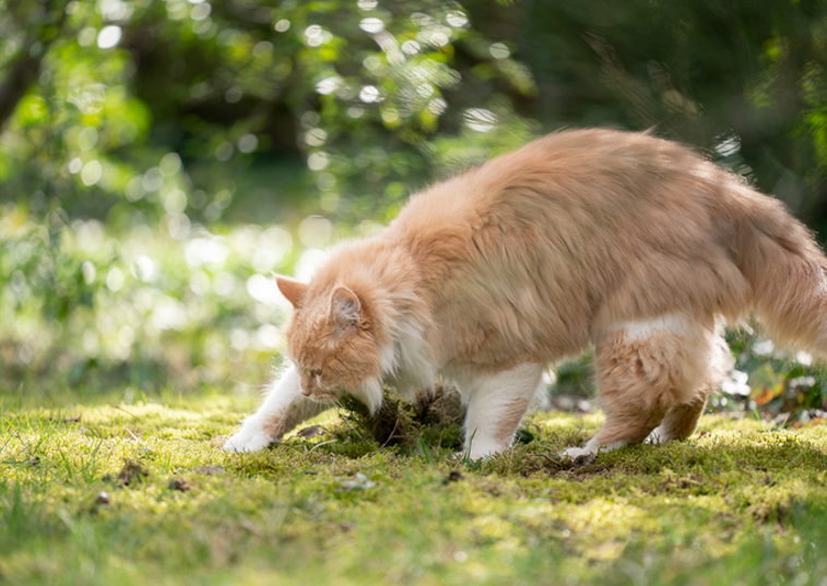 Cat digging the garden