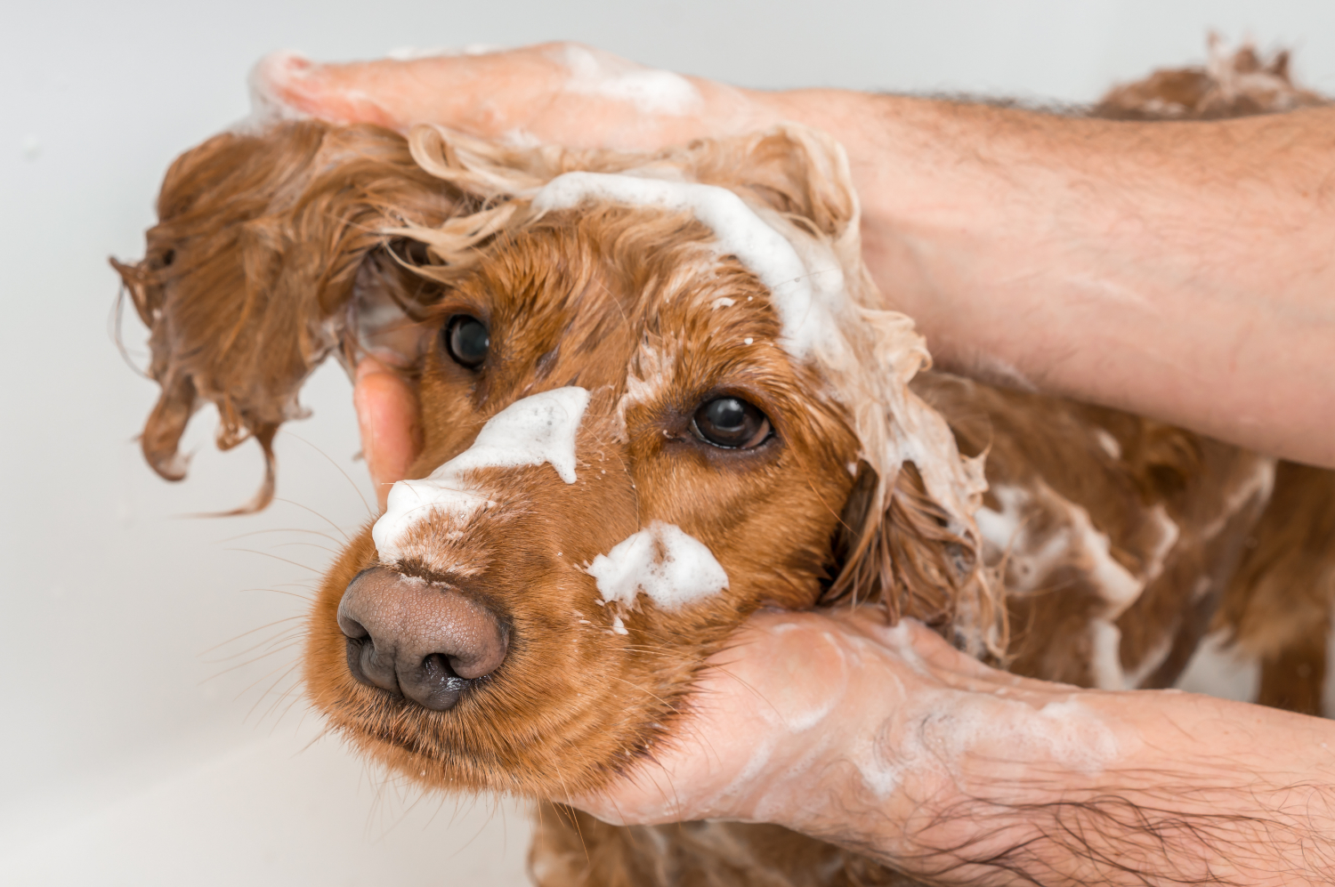 dog being washed