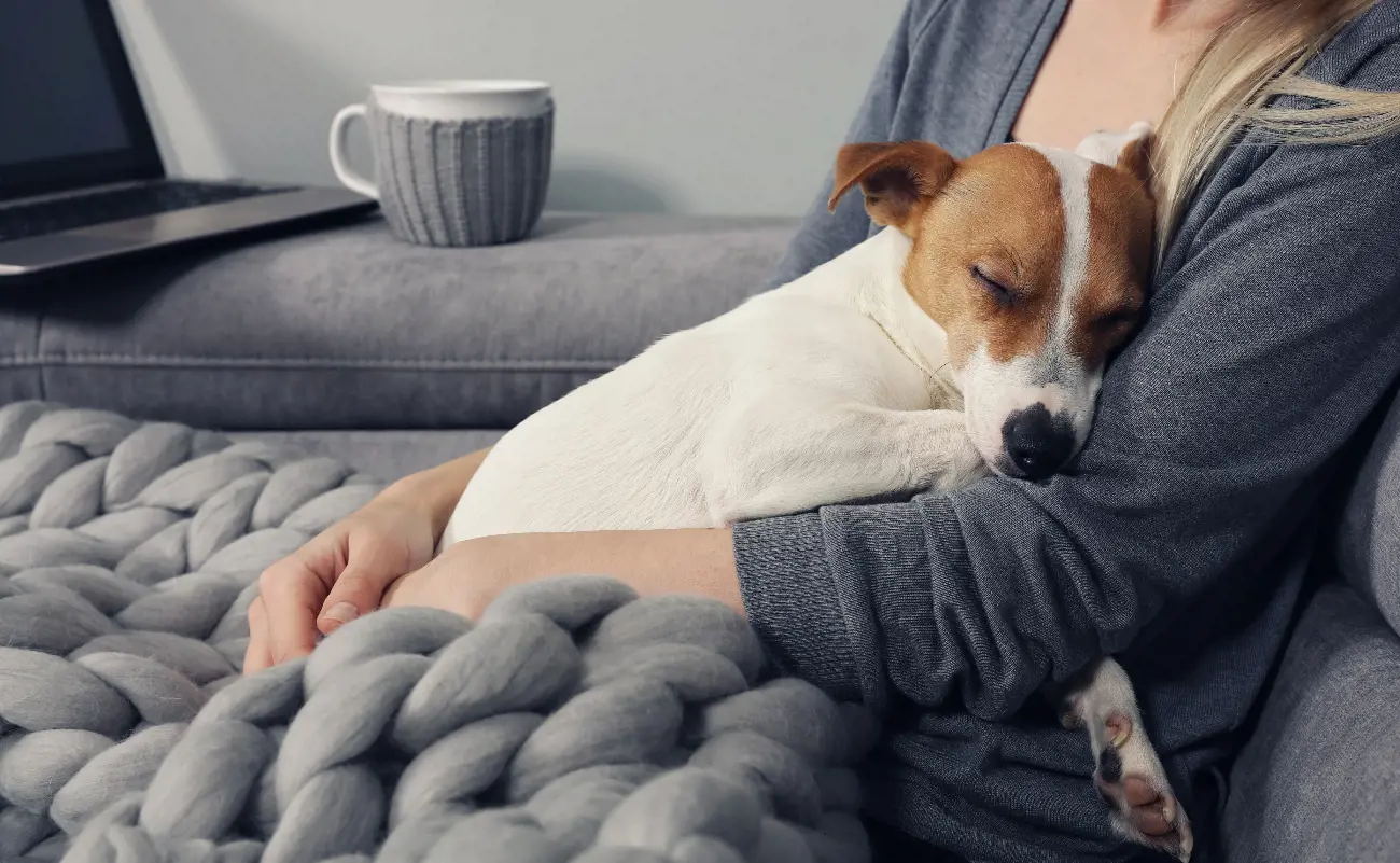 Female dog in head resting on owner