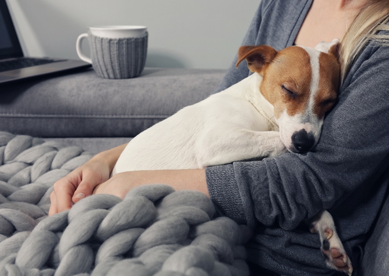 Jack Russel Dog asleep in woman's arms 