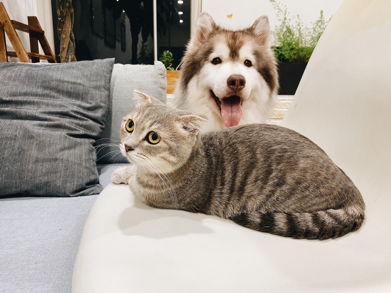 cat sitting on white sofa with dog looking at camera