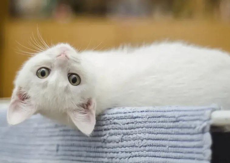 a kitten laying upside down