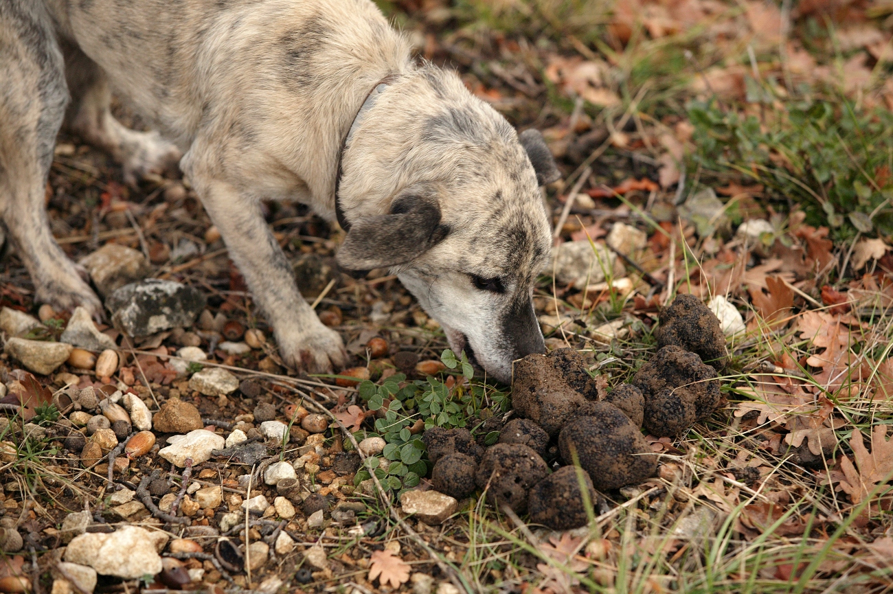 tan dog sniffing mushroom