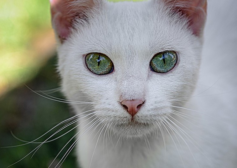 White cat up close
