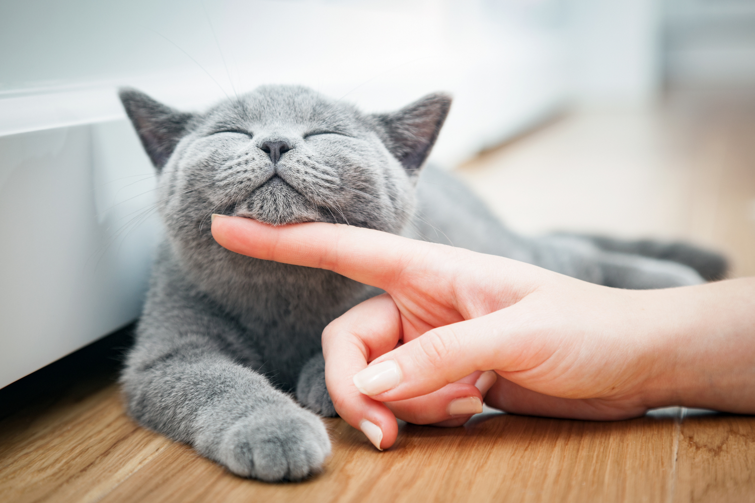 person stroking grey cats chin