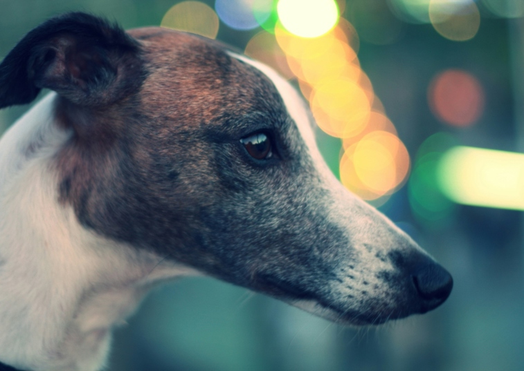 a whippet wearing a purple collar