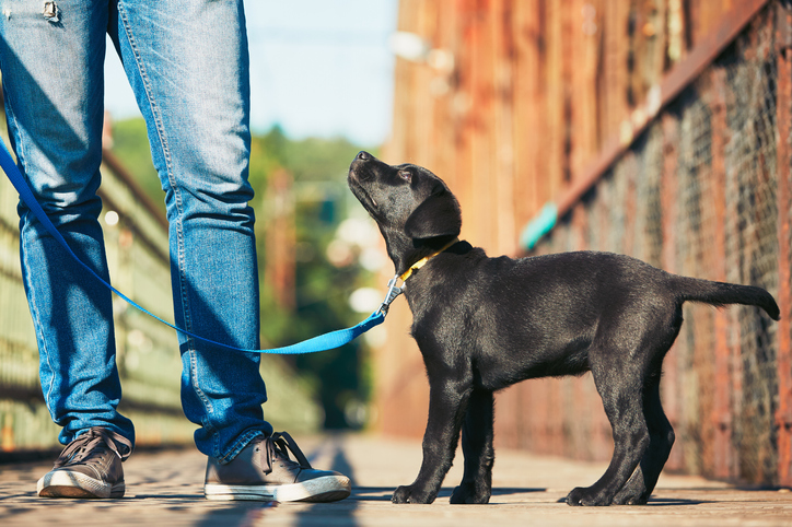 Teenage dog on a lead