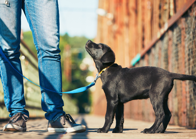 Black puppy being walked on a lead in the city