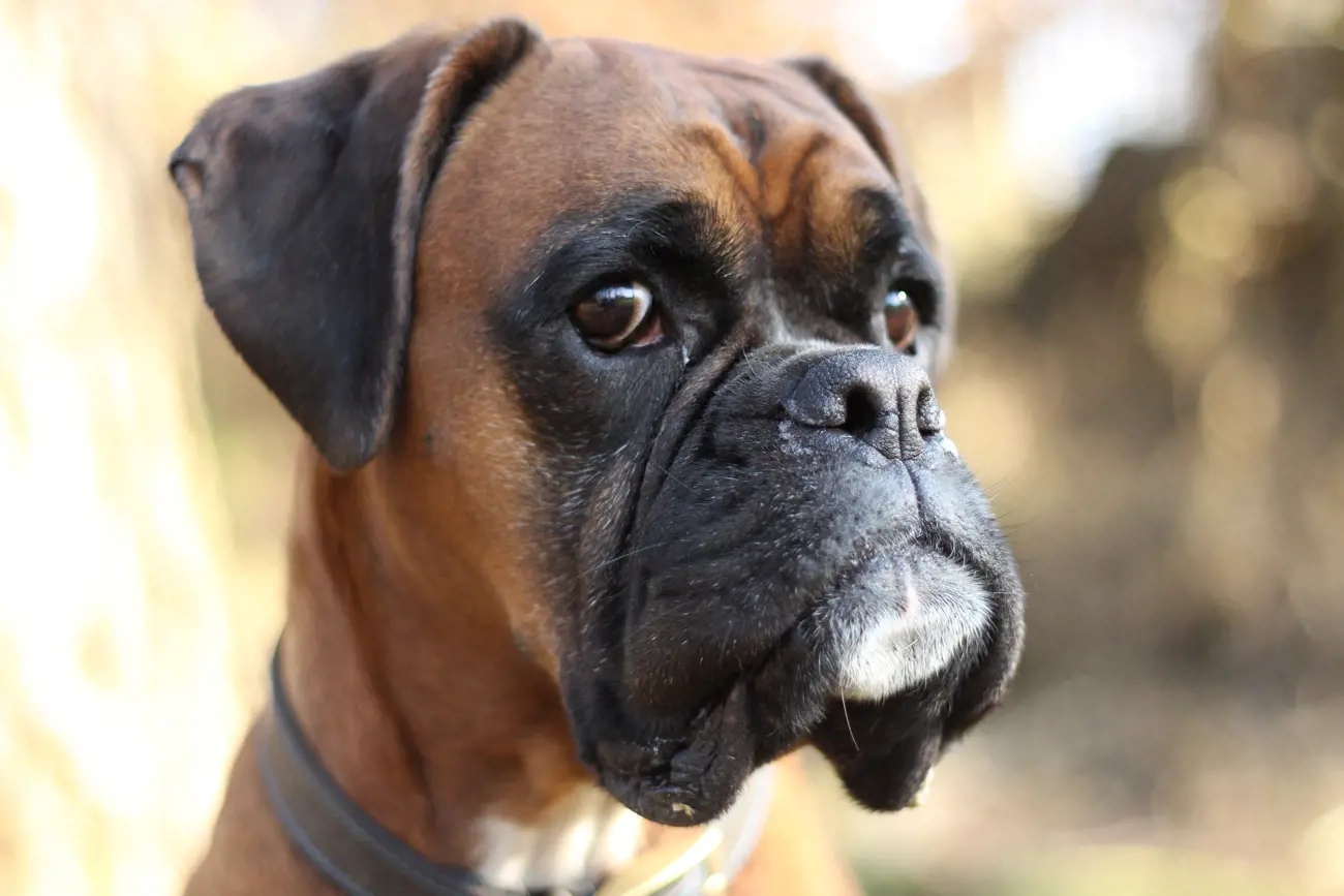 Boxers have a unique way of playing which involves standing on their hind legs and batting at their opponents with their front paws, almost like a human boxer in the ring, which is actually where their name is derived from.