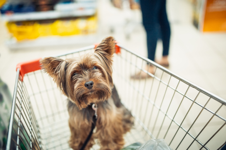 Shopping dog