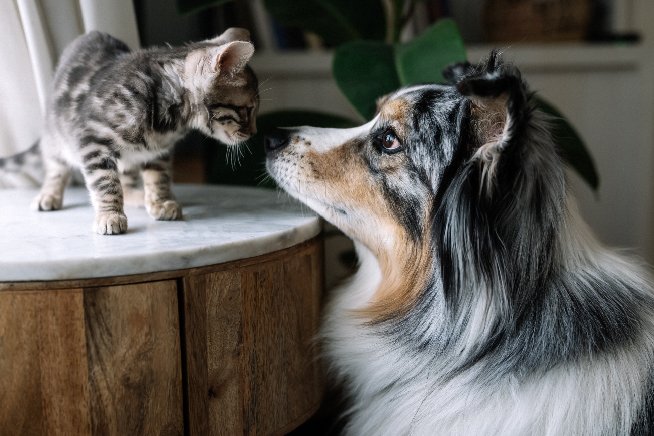 a dog and a kitten touching noses