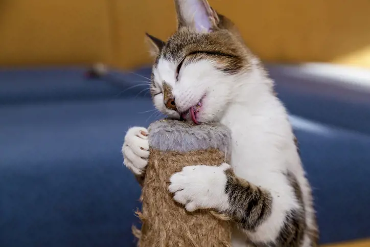 Cat nip