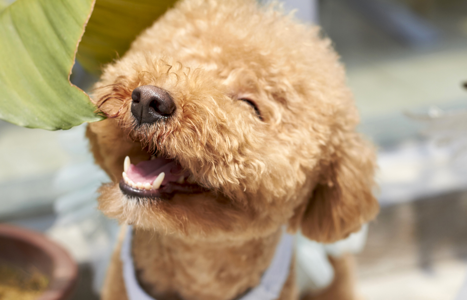 A poodle with its mouth open on a sunny day