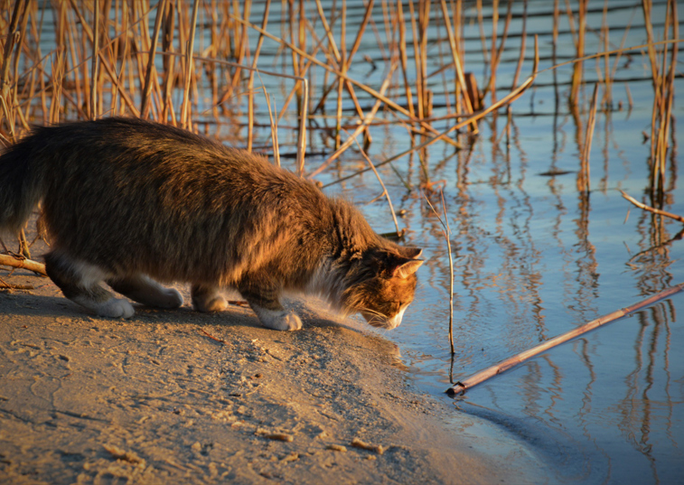 A cat standing on the edge of a lake investigating the water
