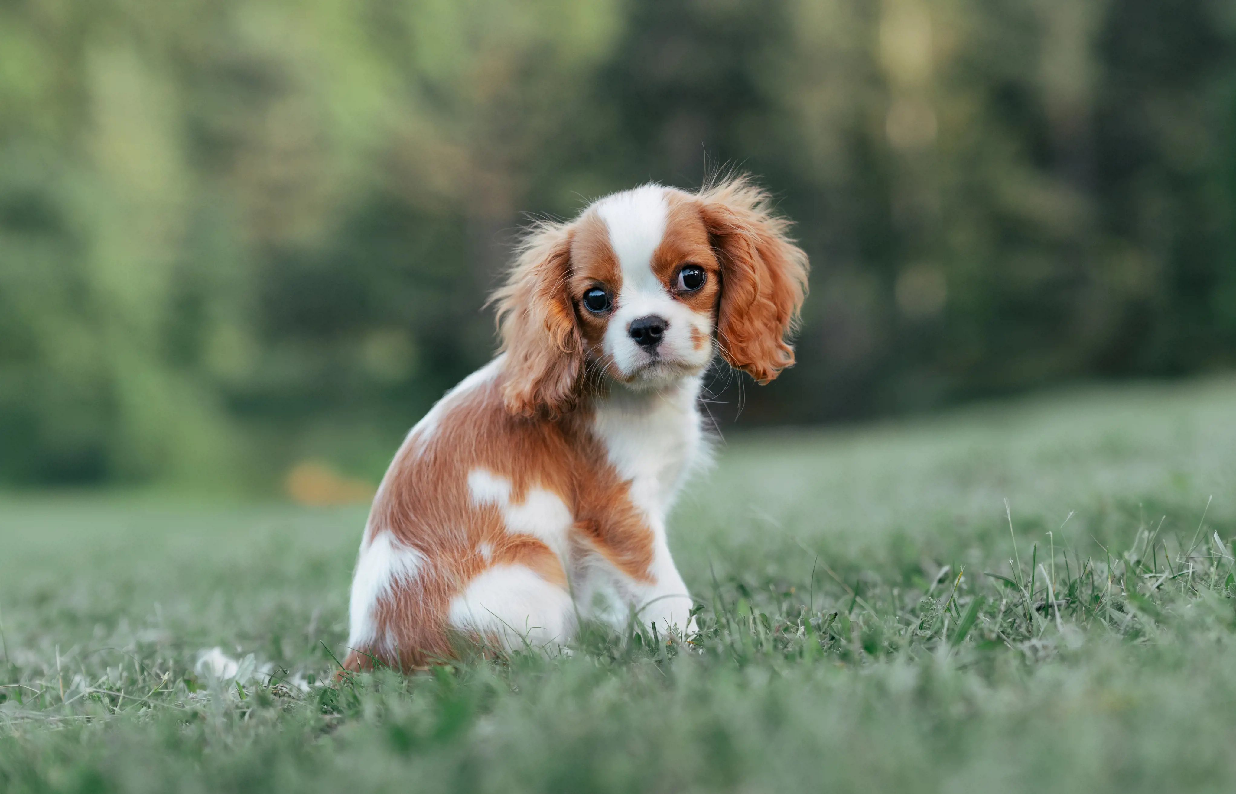 Cavalier King Charles Spaniel Pupy