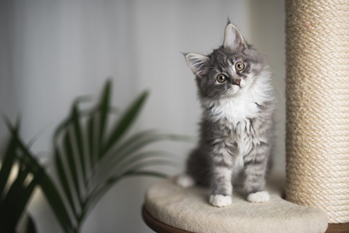 A kitten sitting on a ledge of a scratching post