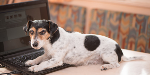 A dog laying on-top of an open laptop