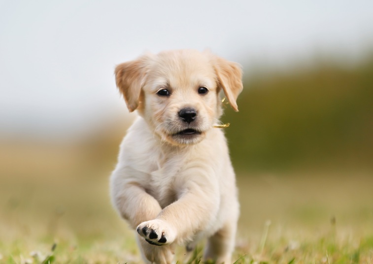 Woman and puppy
