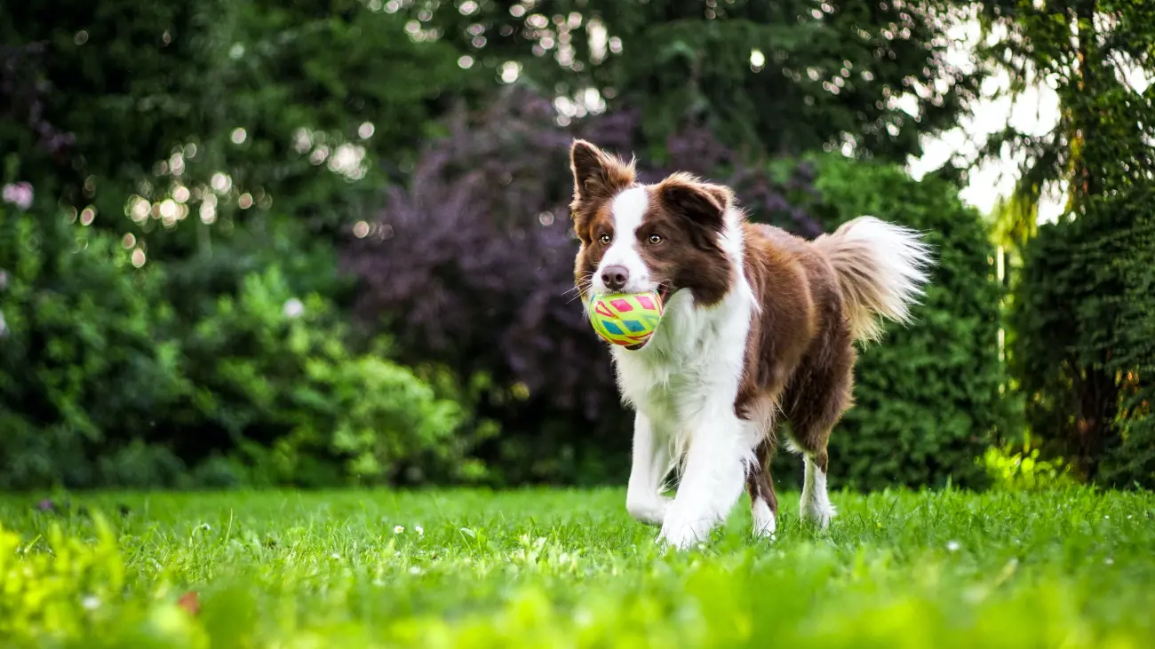 Dog Running With Ball in Mouth