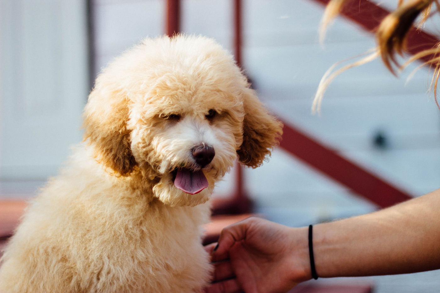 A well groomed poodle being stroked by owner