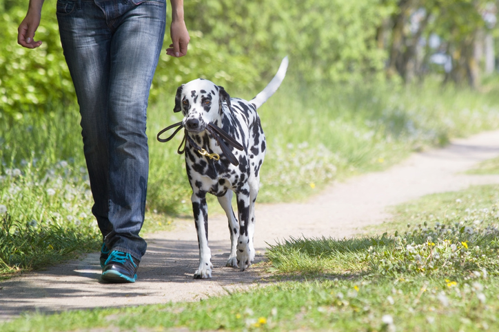 A person walking their dog on a dirt path through a woodland on a sunny day