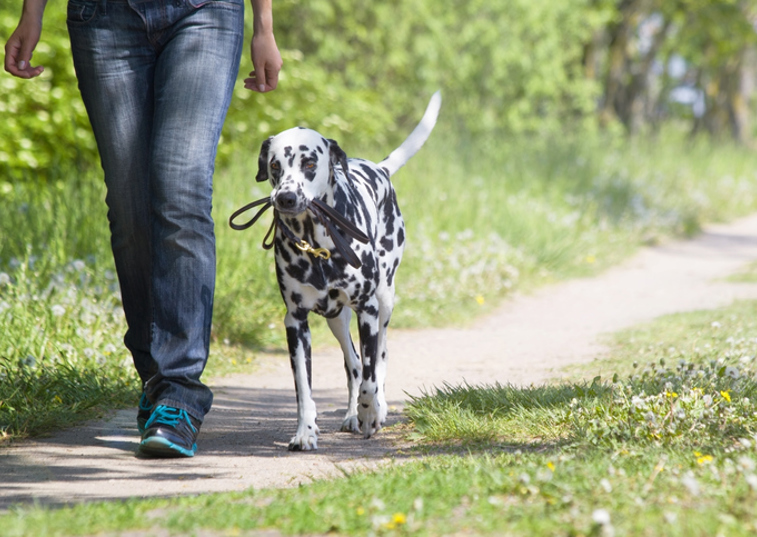 10 things every Dalmatian owner should know