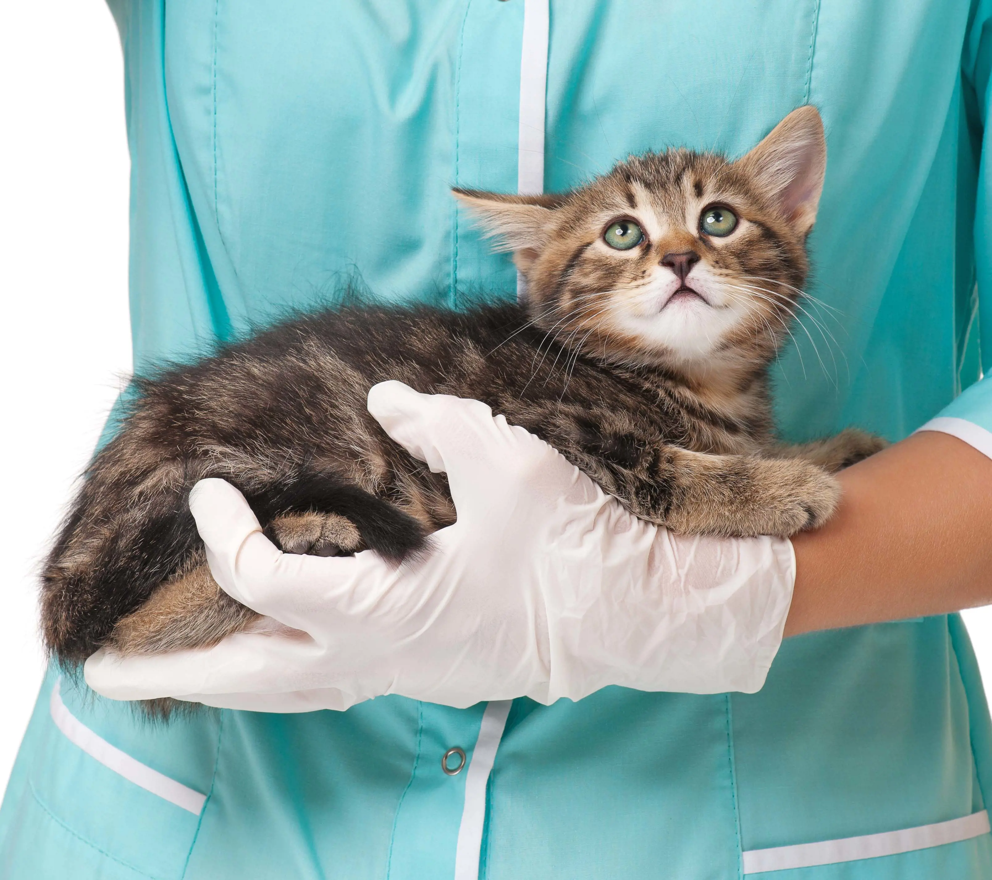 A vet with gloves on holding a kitten in their arms