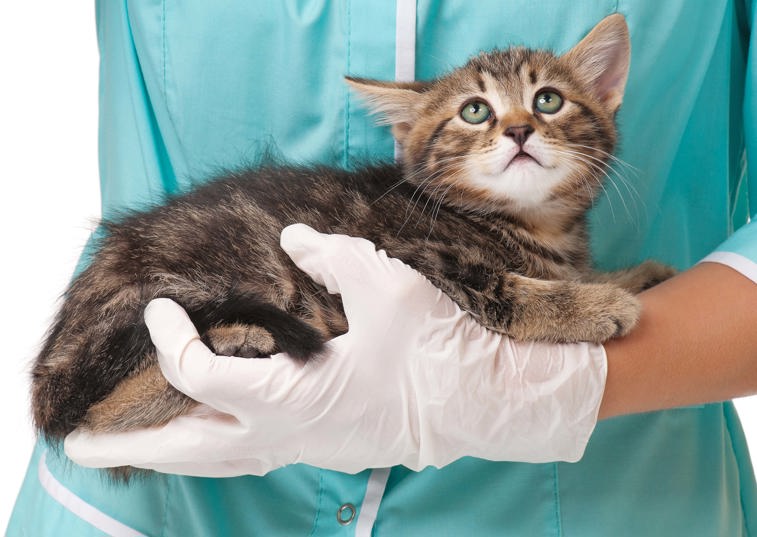 A vet with gloves on holding a kitten in their arms