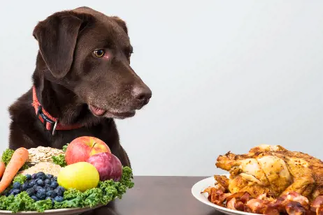 brown dog staring at a cooked chicken