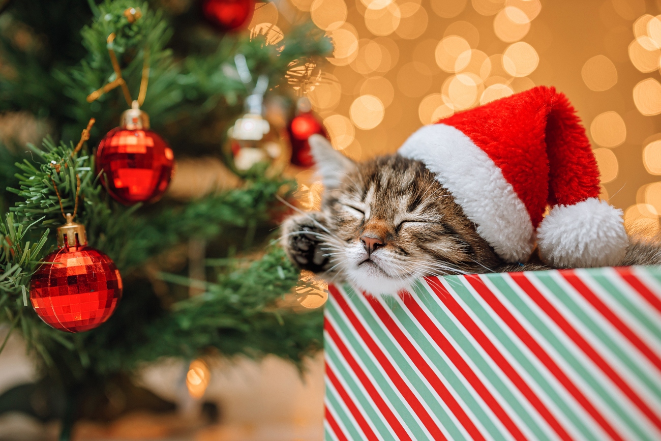 a kitten wearing a santa hat