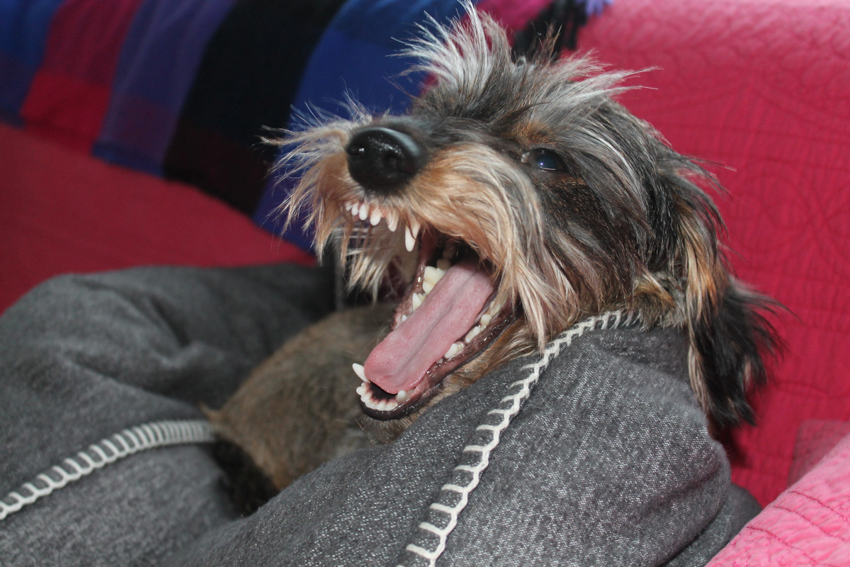 An angry looking dog sitting on a sofa with its mouth open