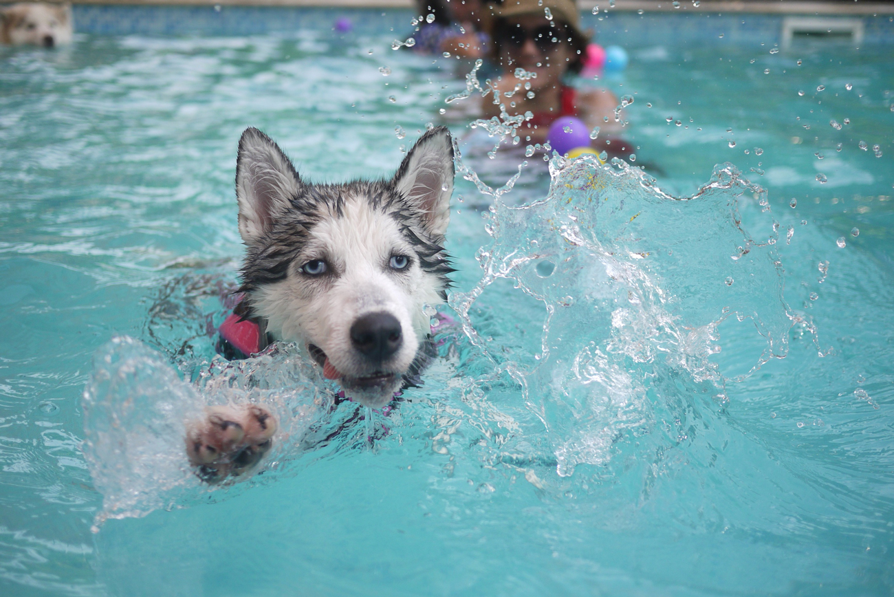 A dog swimming towards a toy in a pool