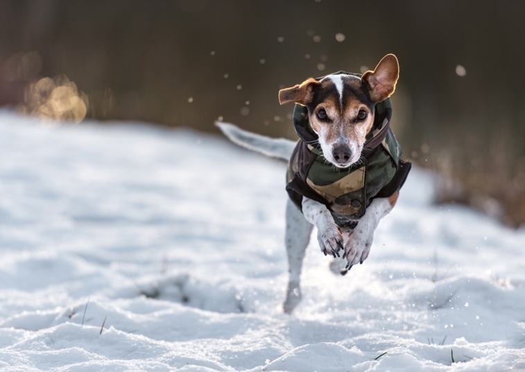 Dog running in the snow